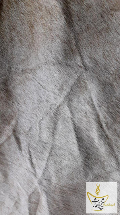 پوست بسیار خاص و تمیز الاغ(خر)